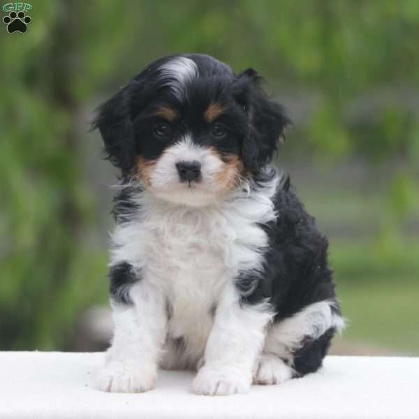 Dexter, Cavapoo Puppy